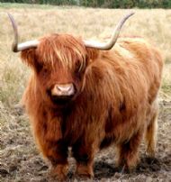 Heelan' Coo